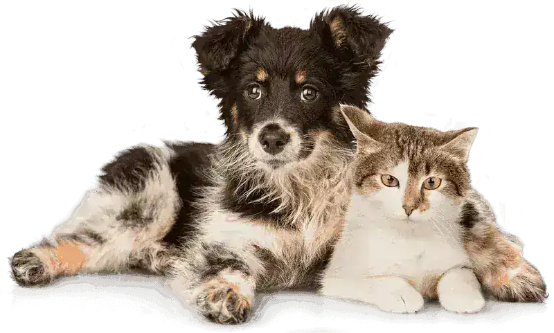 Imagen perritos